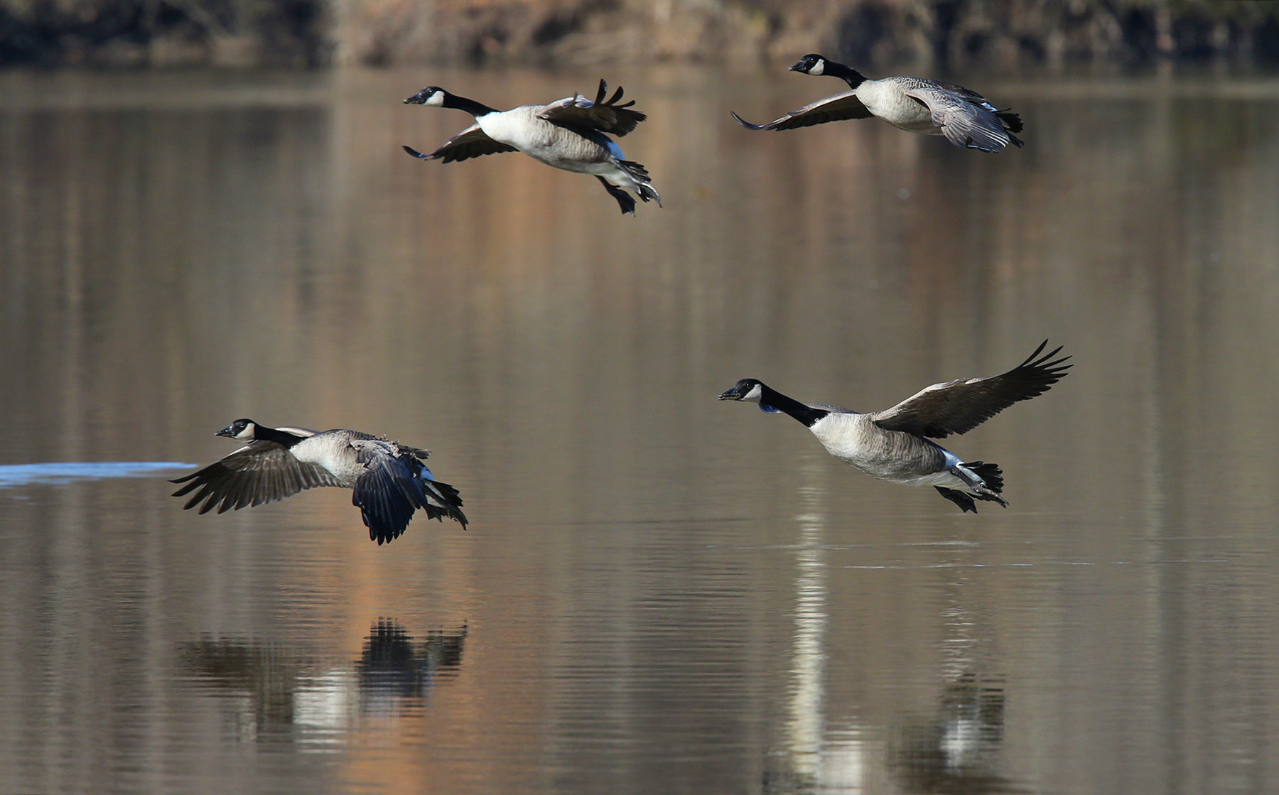 Canada geese landing